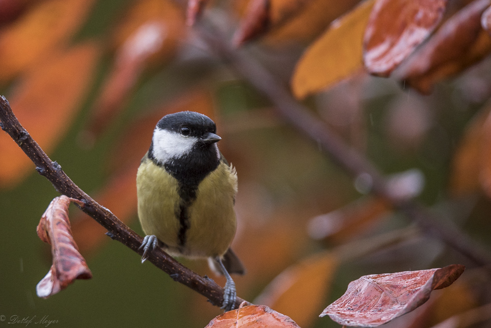 20151115  DSC0326