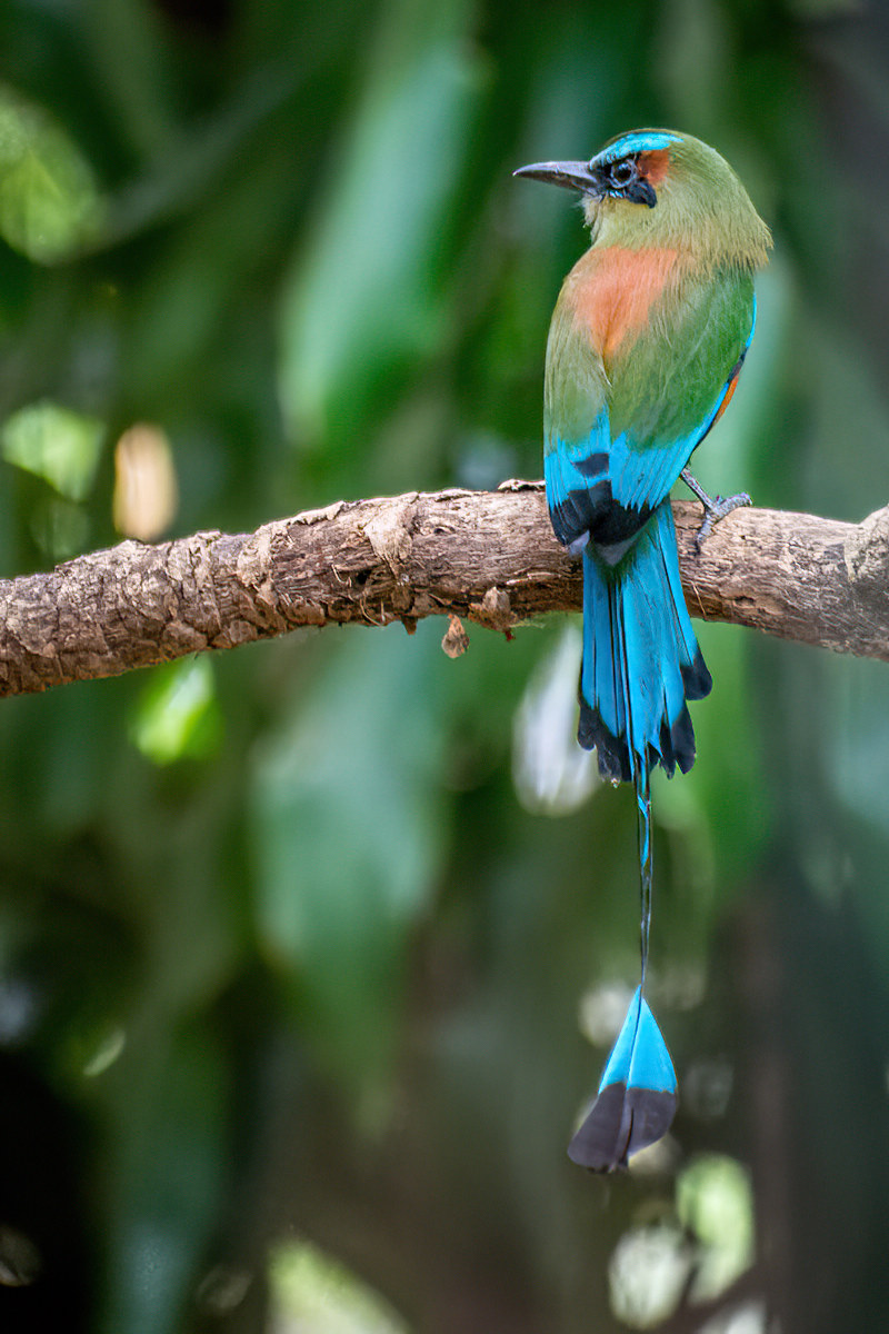 2016-01-23 25 Turquoise-browed Motmot.jpg