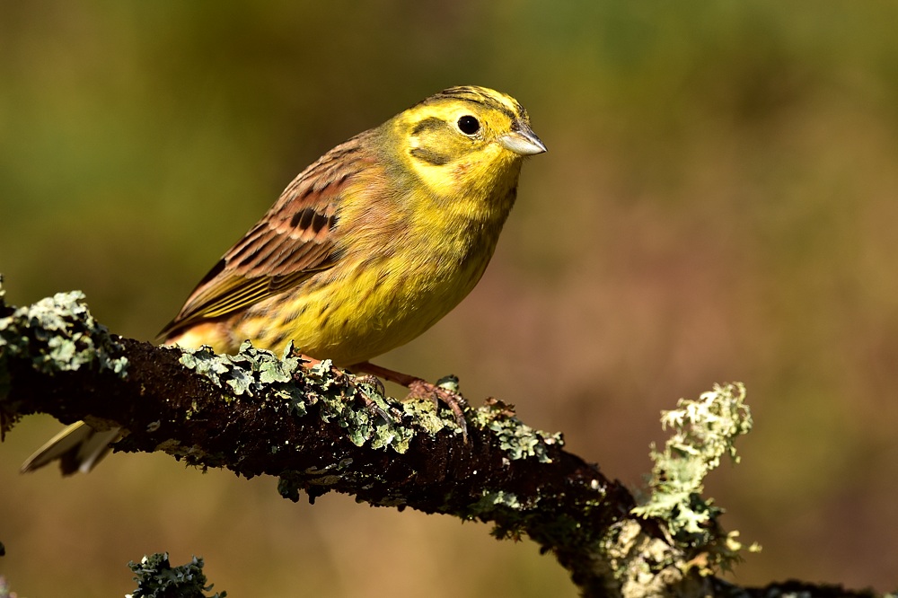 2016 02971