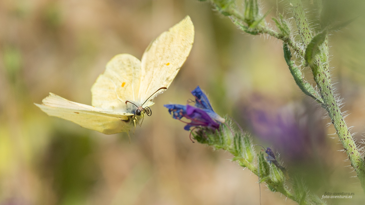 2016 05 18 Lliber rio 0033