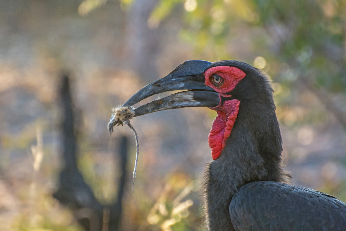 2016-06-07 10 Southern Ground Hornbill.jpg