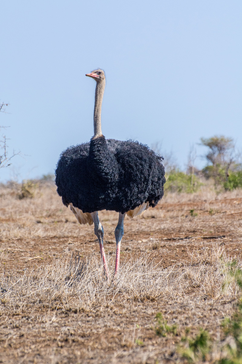 2016-06-07 53 Ostrich.jpg