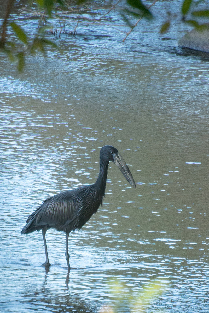 2016-06-09 41 African Openbill.jpg