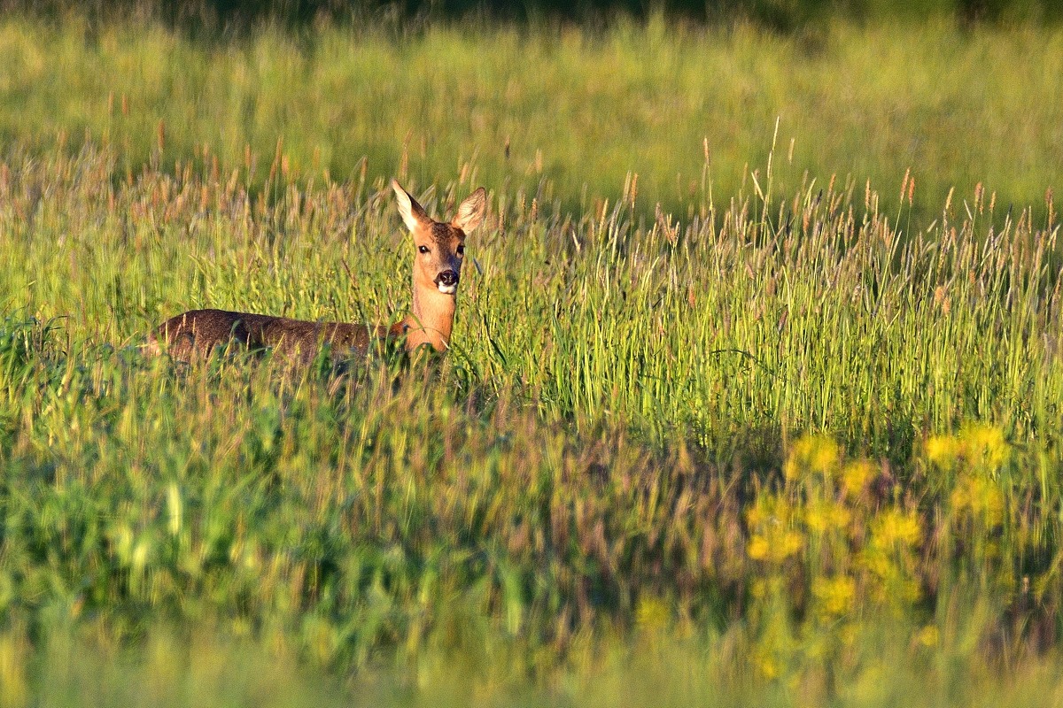 2016 09332