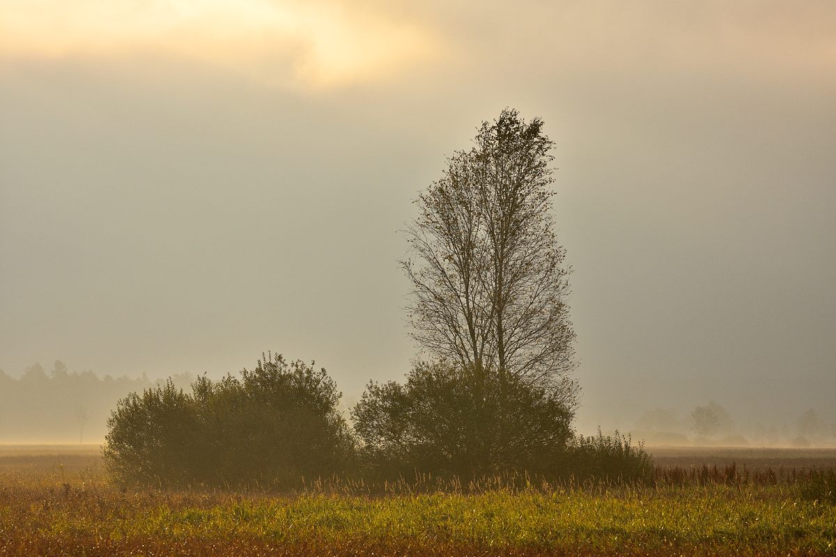 2016 16255
