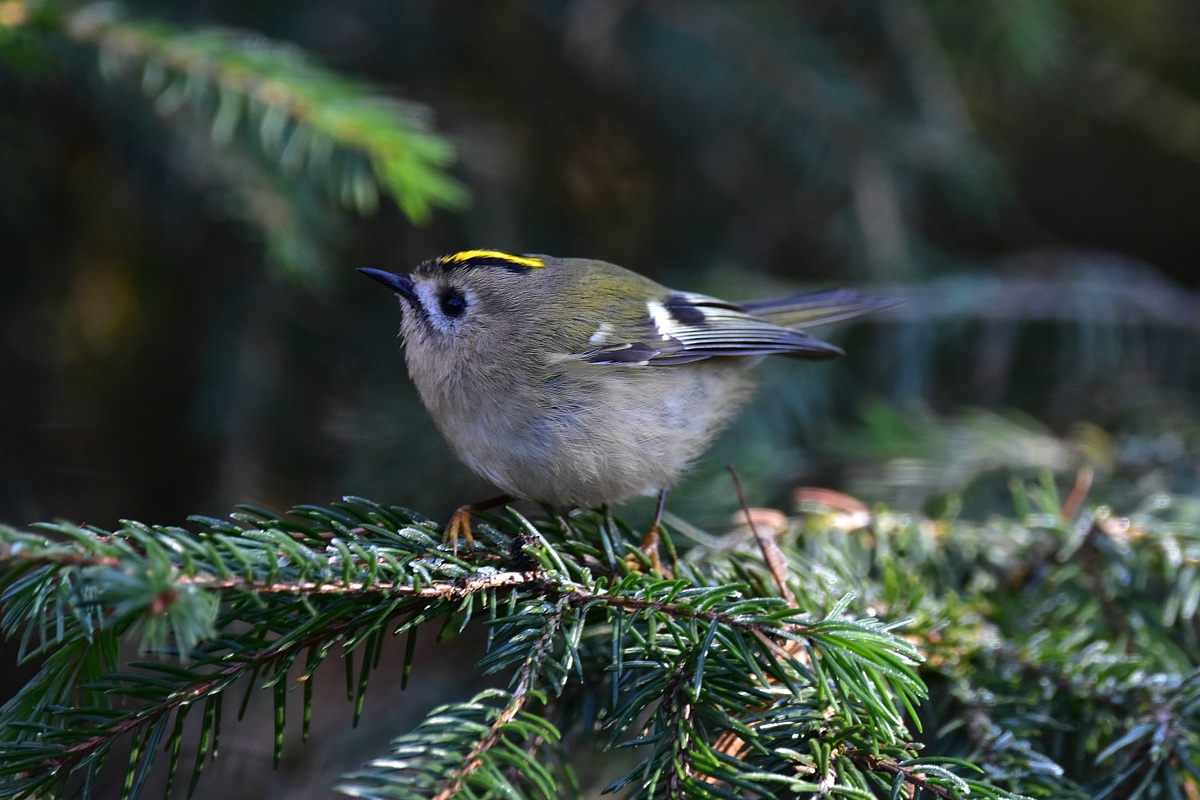 2016 21325