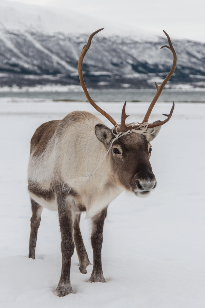 2016 Tromsø 16