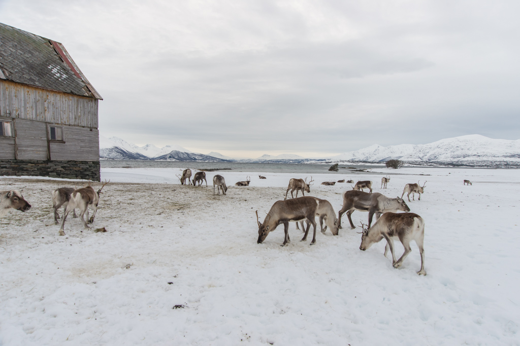 2016 Tromsø 75