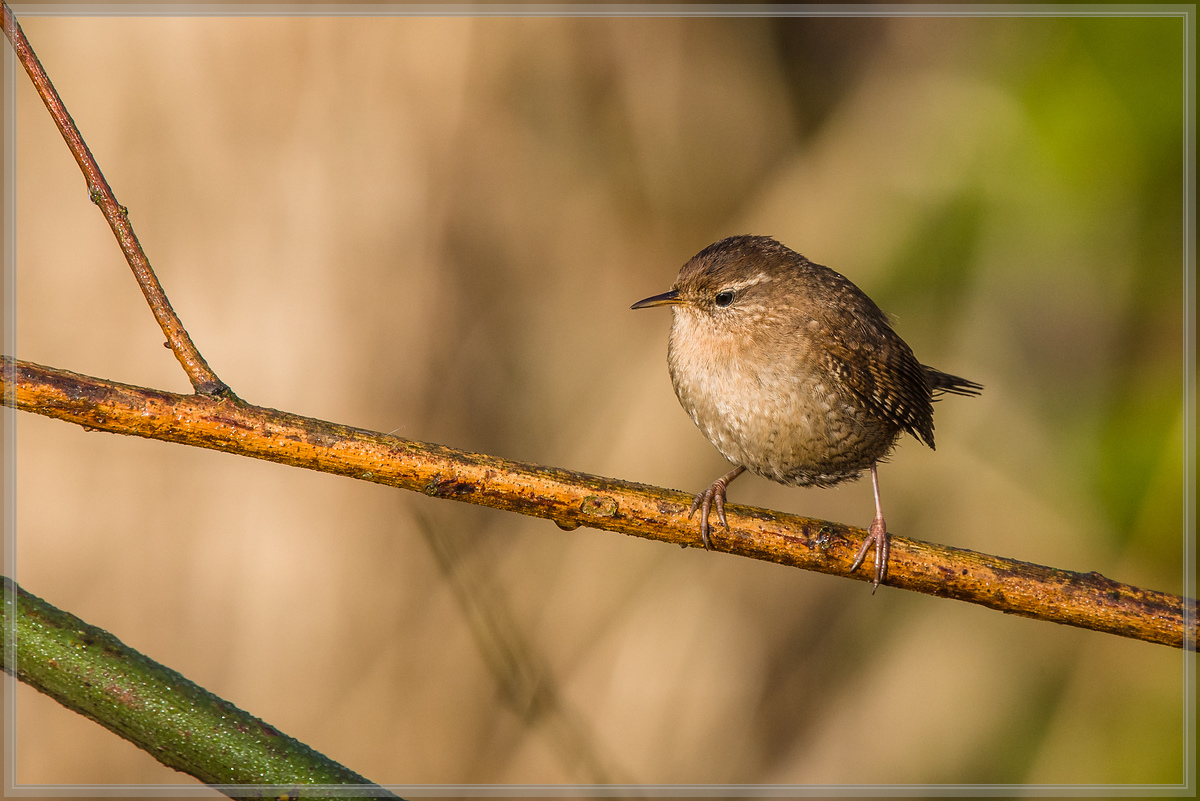 20160326 0147 [NIKON D810] 850 mm,1 800 Sek. bei ƒ   8,0