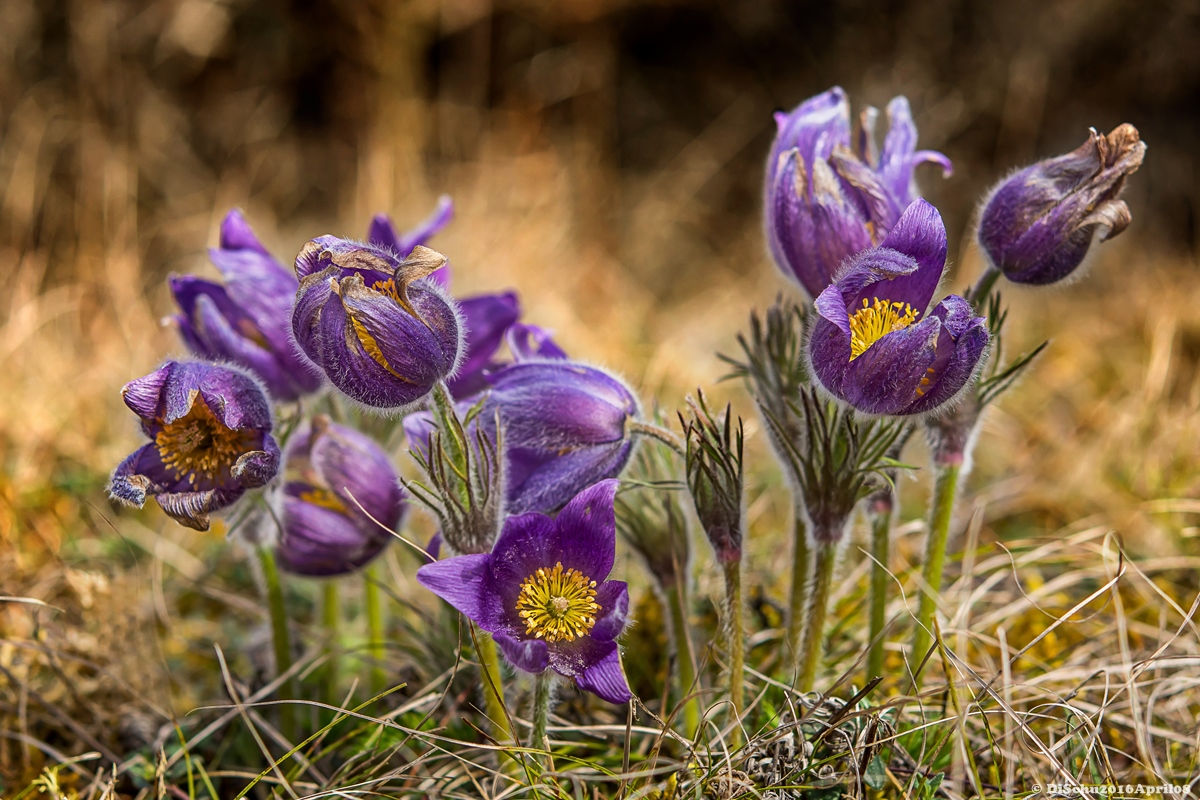 20160403 N72 1505Kuhschellen