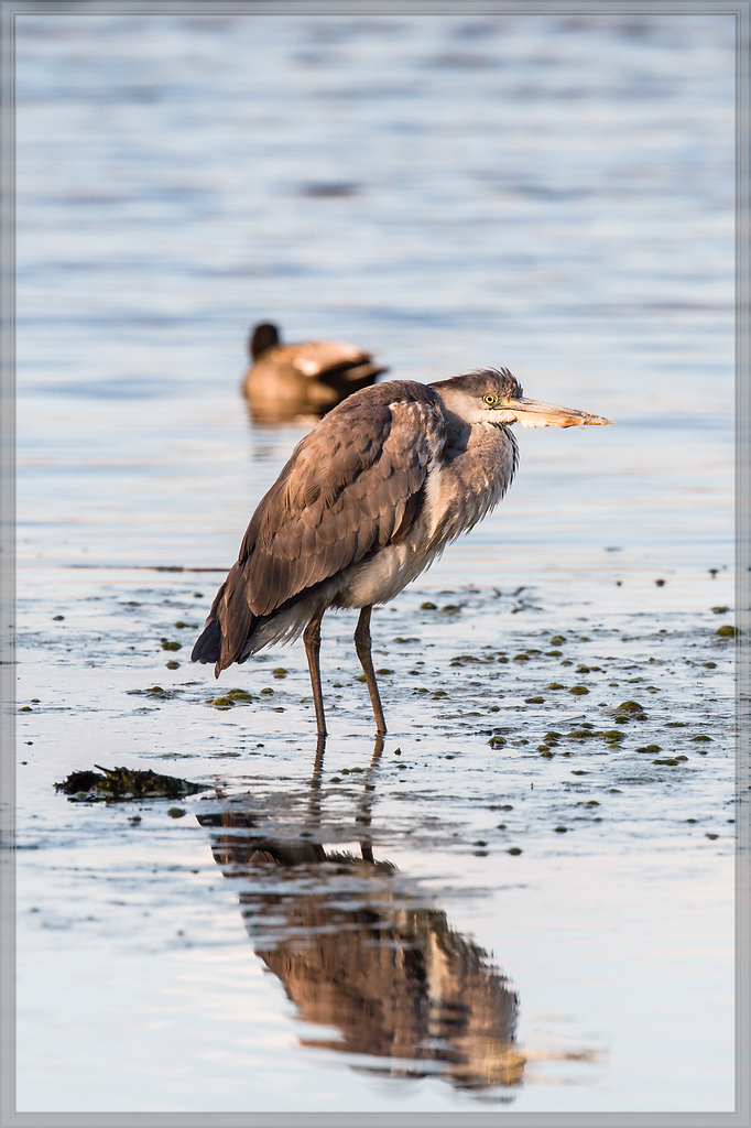 20160417 2697 [NIKON D4] 700 mm,1 1600 Sek. bei ƒ   7,1
