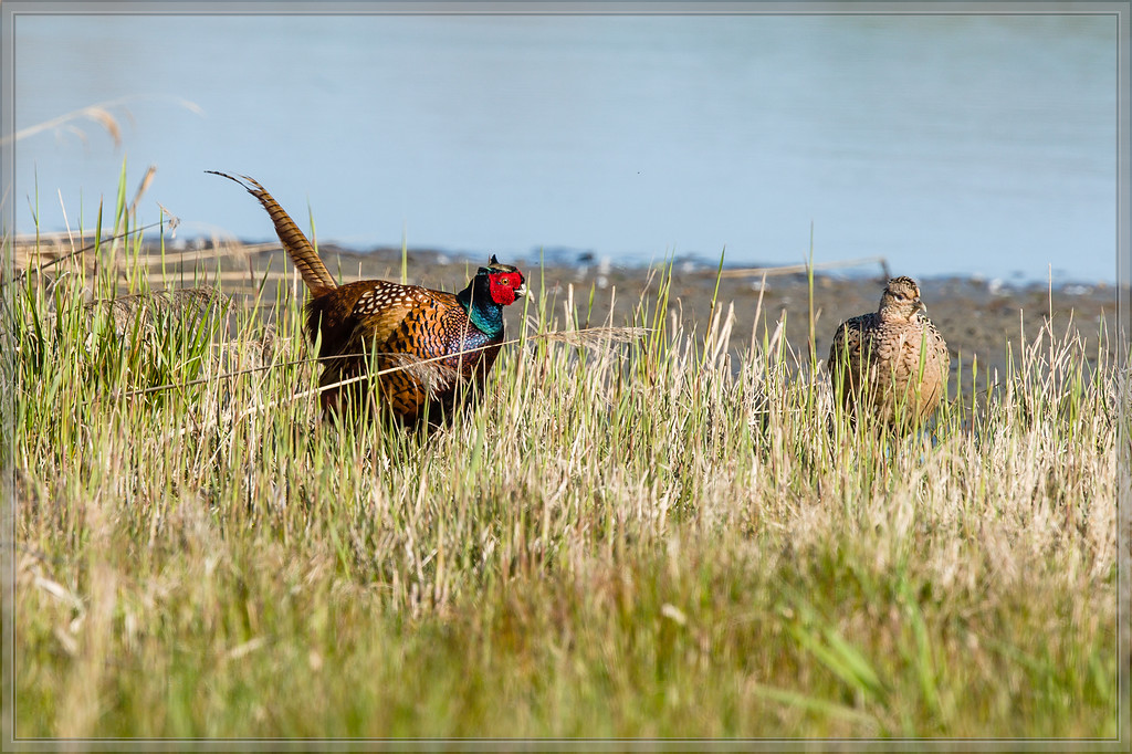 20160421 3151 [NIKON D4] 700 mm,1 1600 Sek. bei ƒ   8,0