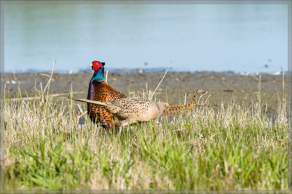 20160421 3205 [NIKON D4] 700 mm,1 1600 Sek. bei ƒ   8,0