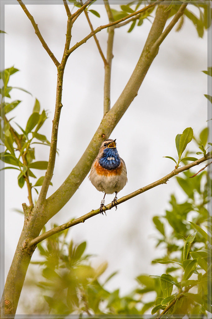 20160423 3524 [NIKON D4] 700 mm,1 1250 Sek. bei ƒ   7,1