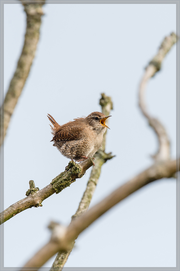 20160423 3664 [NIKON D4] 700 mm,1 1600 Sek. bei ƒ   7,1