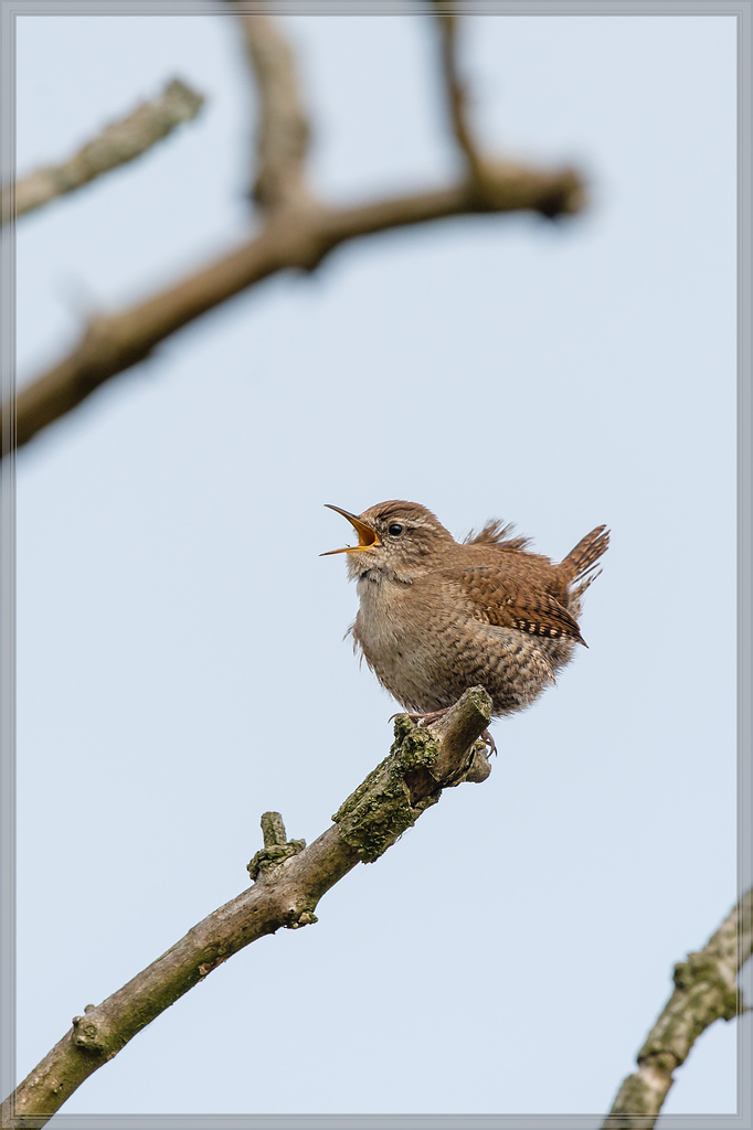 20160423 3694 [NIKON D4] 700 mm,1 1600 Sek. bei ƒ   7,1
