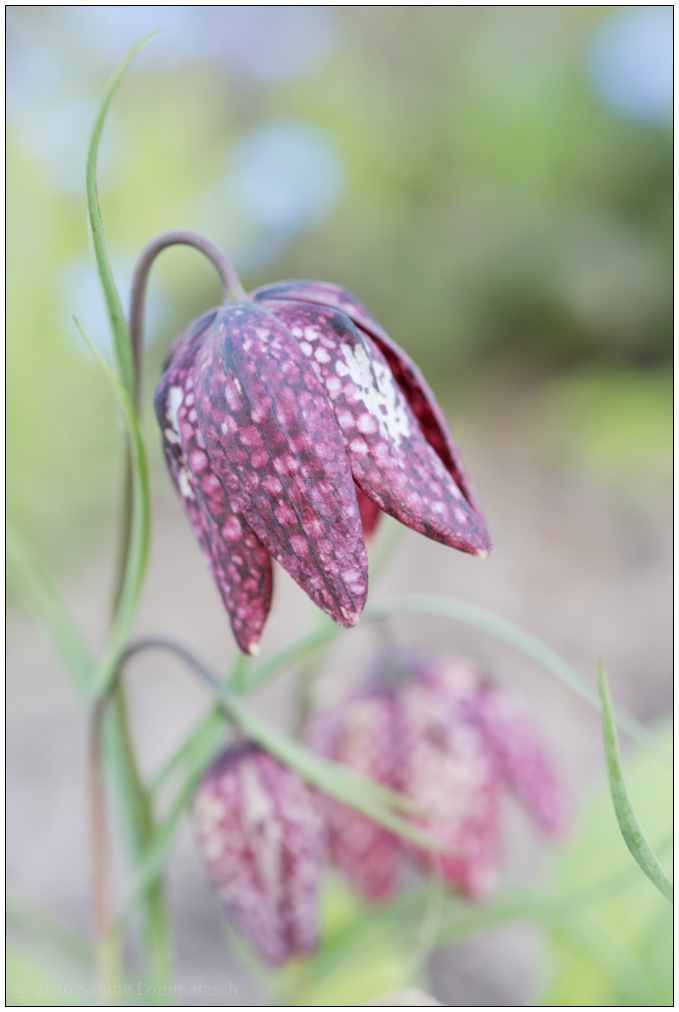 20160424 Garten 6