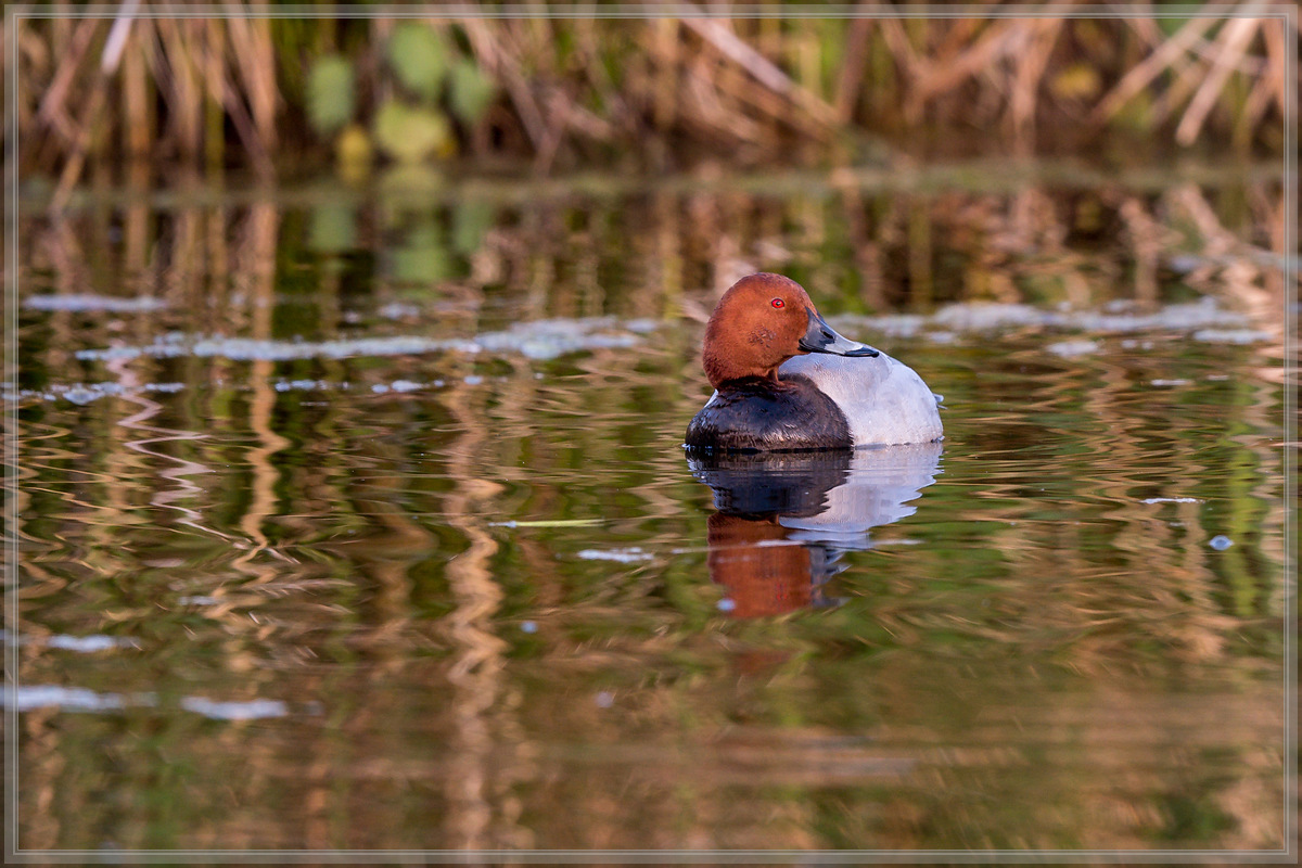 20160506 1185 [NIKON D500] 500 mm,1 250 Sek. bei ƒ   4,0