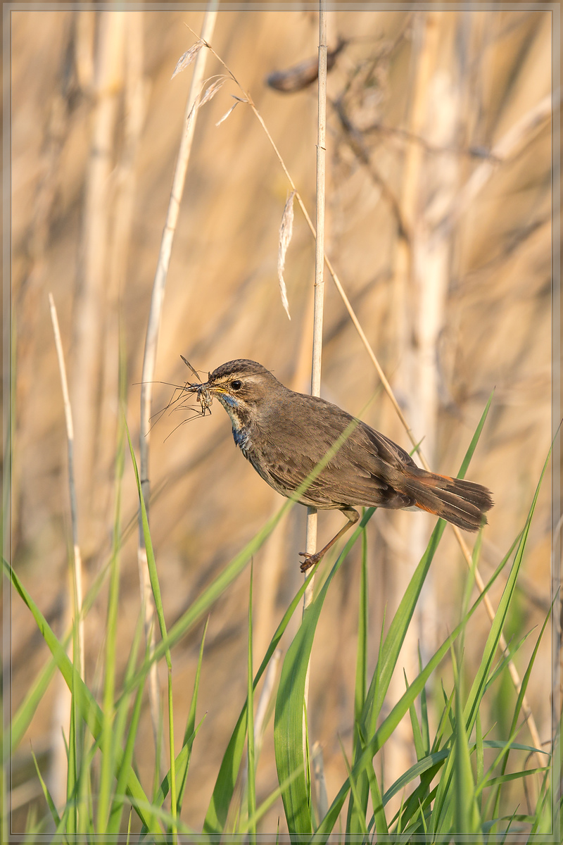 20160506 1390 [NIKON D500] 500 mm,1 800 Sek. bei ƒ   5,6