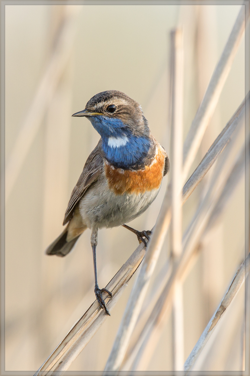 20160506 1460 [NIKON D500] 700 mm,1 1000 Sek. bei ƒ   6,3