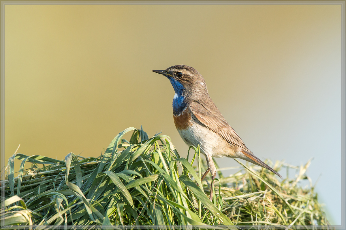 20160506 1479 [NIKON D500] 700 mm,1 1250 Sek. bei ƒ   6,3