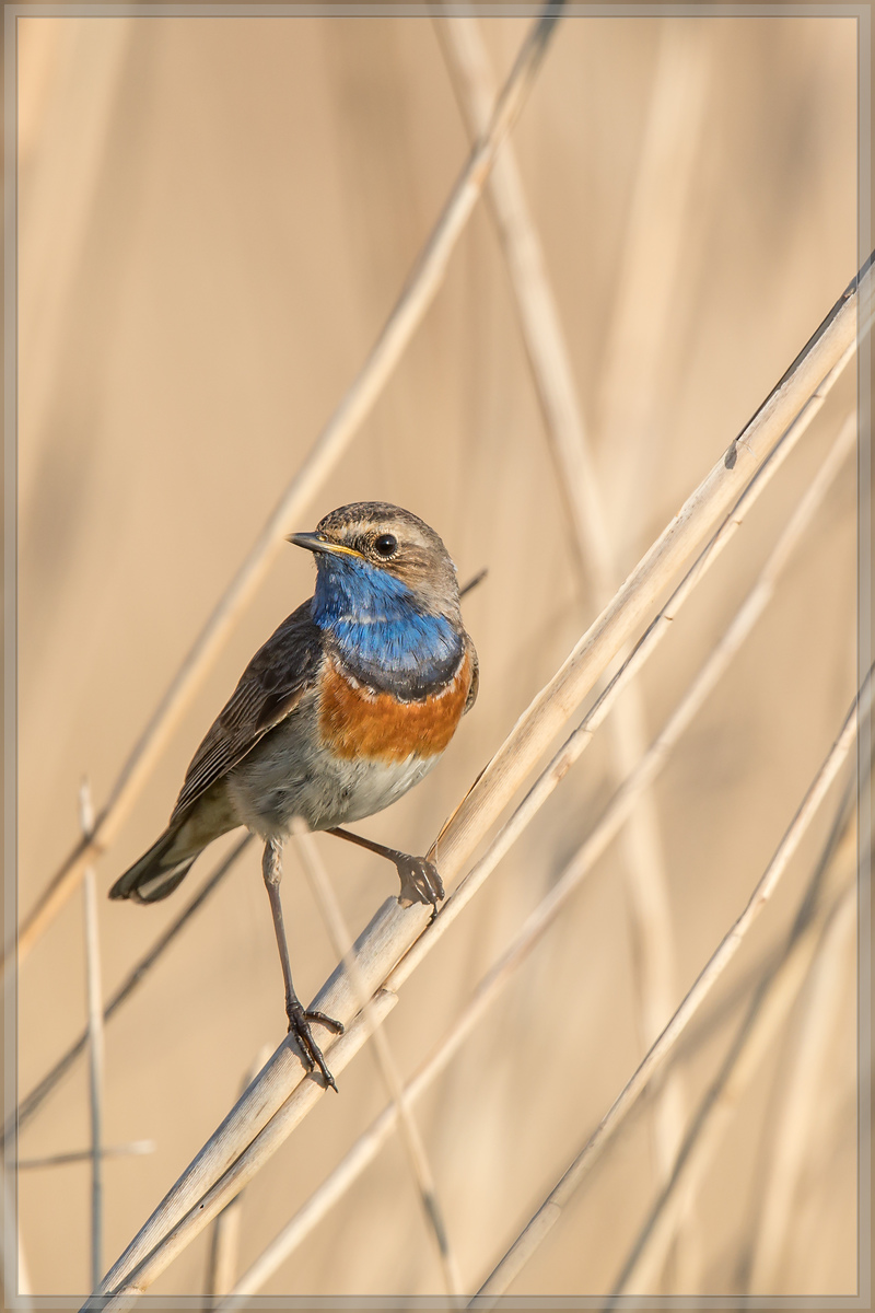 20160506 1495 [NIKON D500] 700 mm,1 1250 Sek. bei ƒ   6,3
