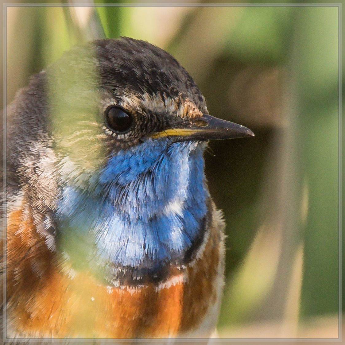 20160507 1605 [NIKON D500] 700 mm,1 1250 Sek. bei ƒ   5,6 2