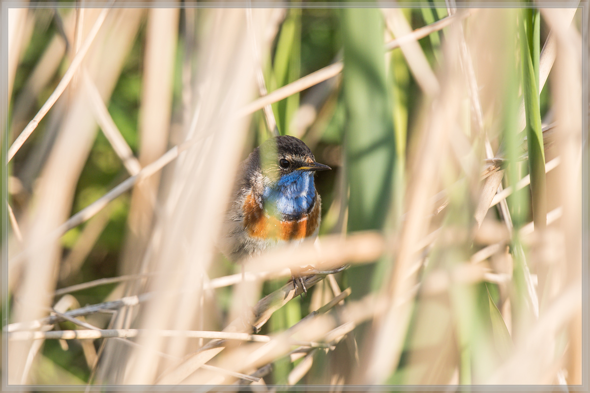 20160507 1605 [NIKON D500] 700 mm,1 1250 Sek. bei ƒ   5,6
