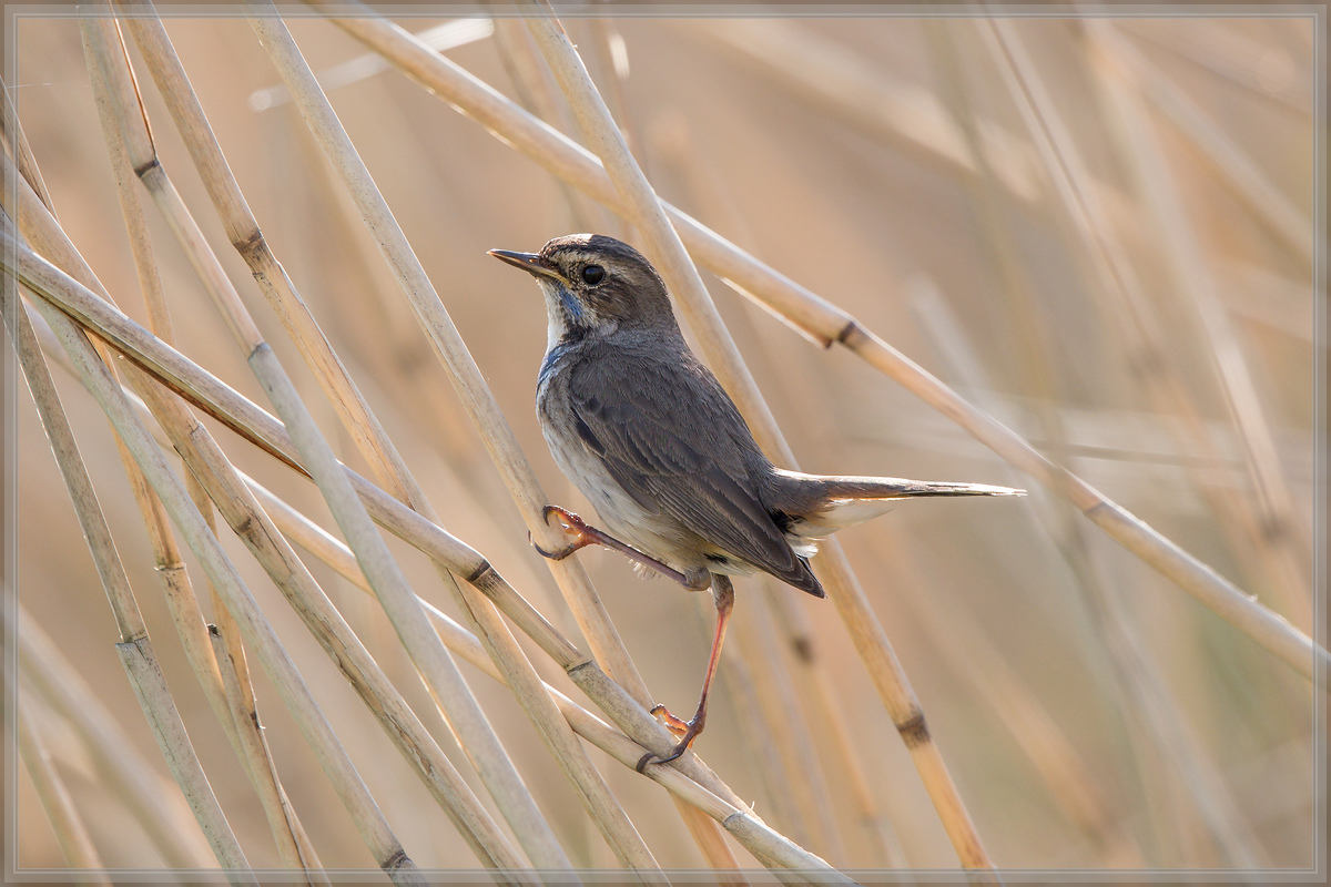 20160507 1630 [NIKON D500] 700 mm,1 1000 Sek. bei ƒ   5,6