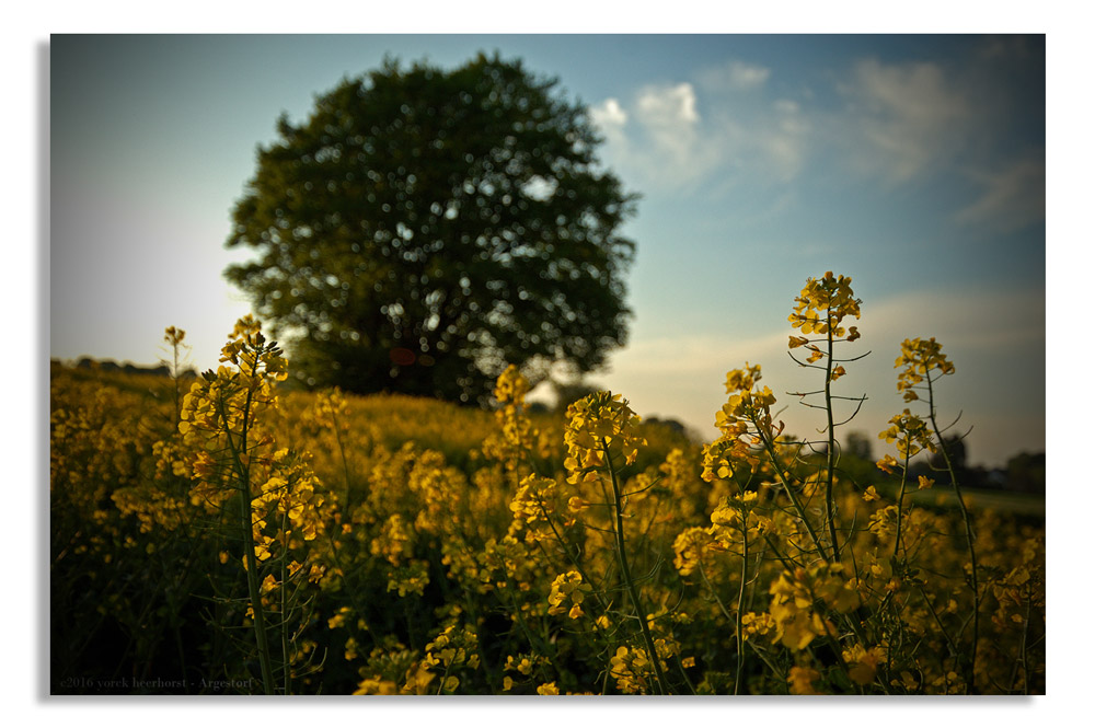 20160511 0028 Raps Abendsonne