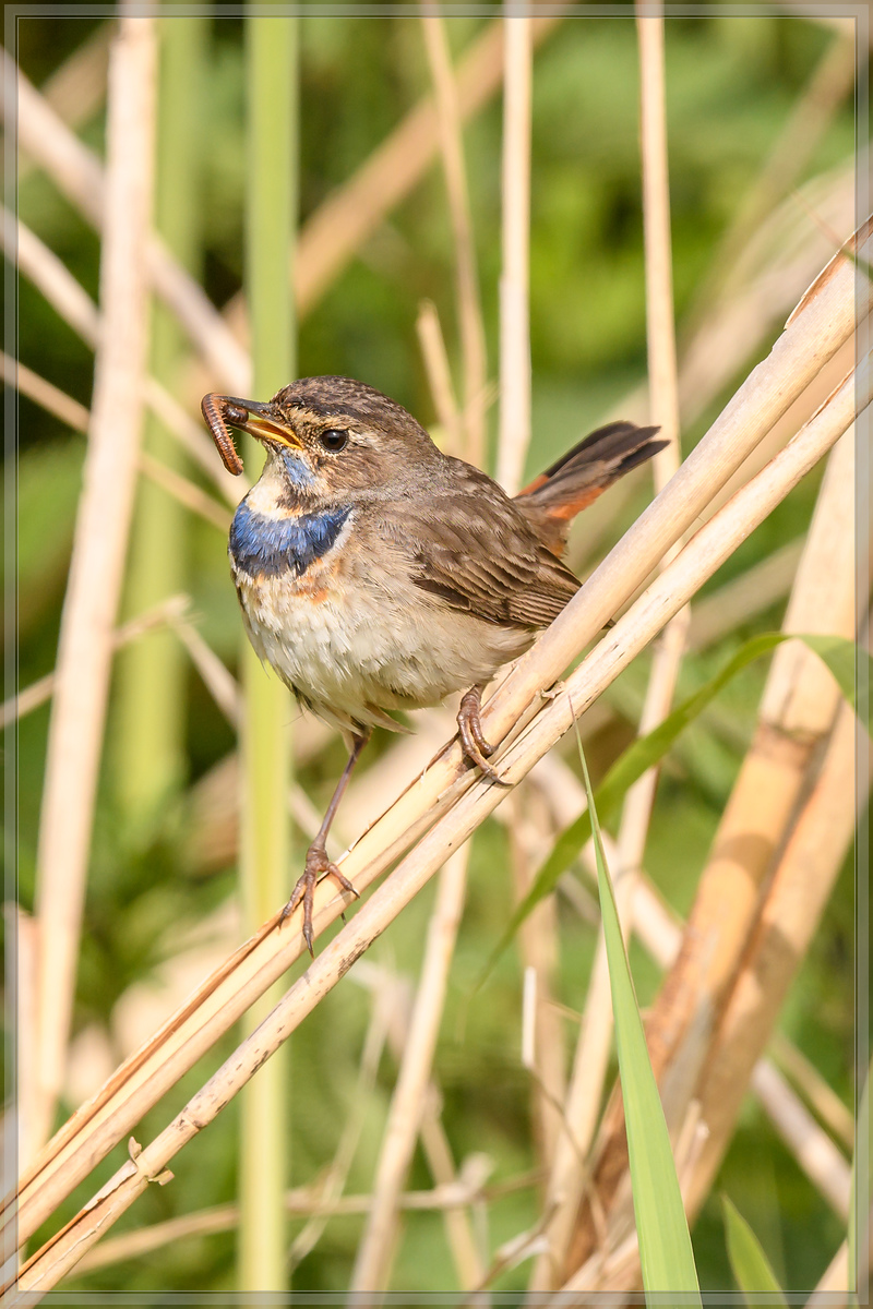 20160516 3148 [NIKON D500] 500 mm,1 800 Sek. bei ƒ   7,1