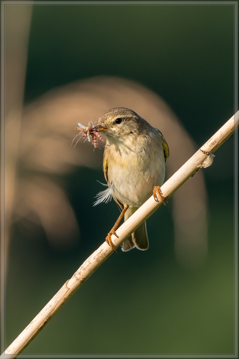 20160604 1000530 [DMC GX8] 420 mm,1 160 Sek. bei ƒ   8,0