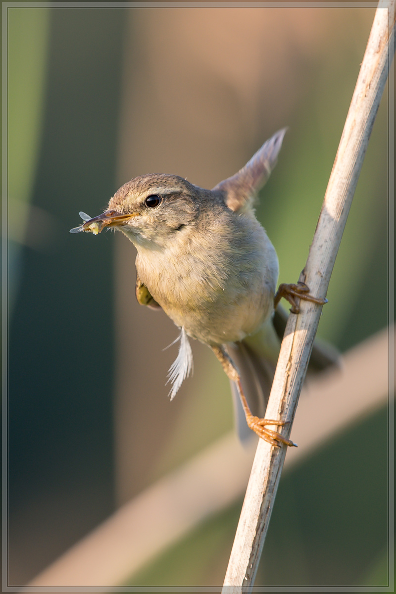 20160604 4384 [NIKON D500] 500 mm,1 200 Sek. bei ƒ   7,1