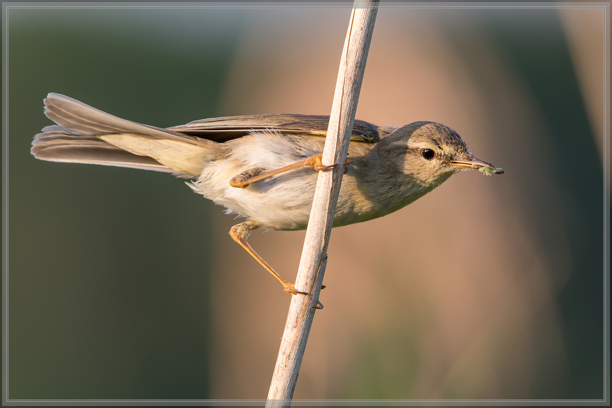 20160604 4446 [NIKON D500] 500 mm,1 200 Sek. bei ƒ   7,1