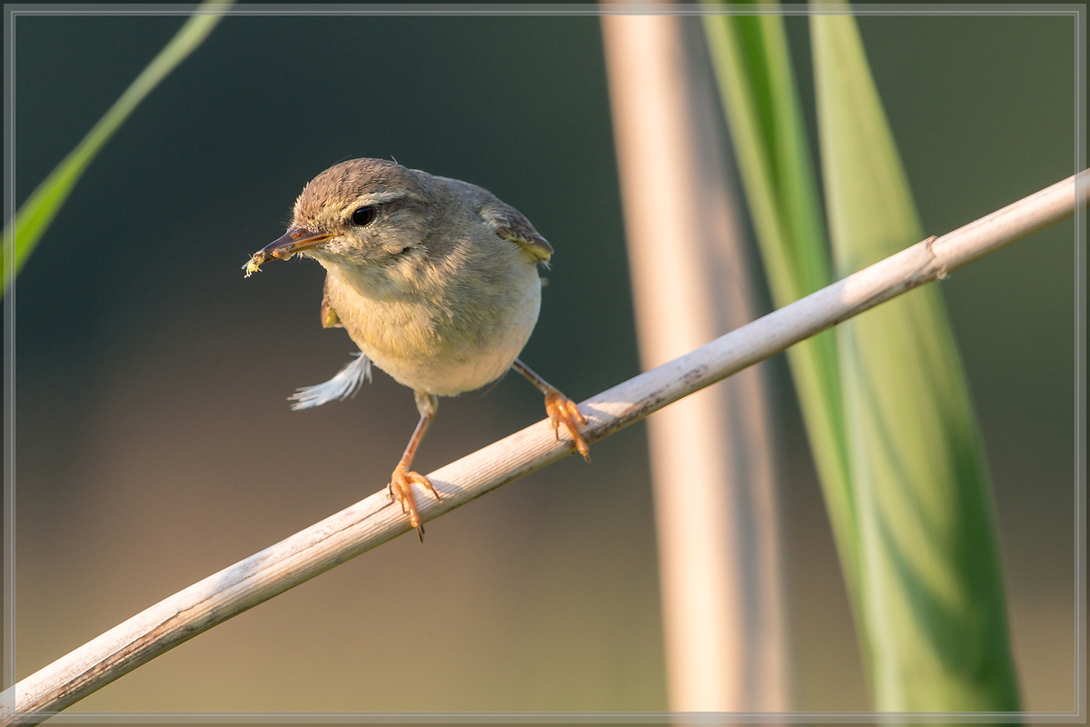 20160604 4491 [NIKON D500] 500 mm,1 200 Sek. bei ƒ   7,1