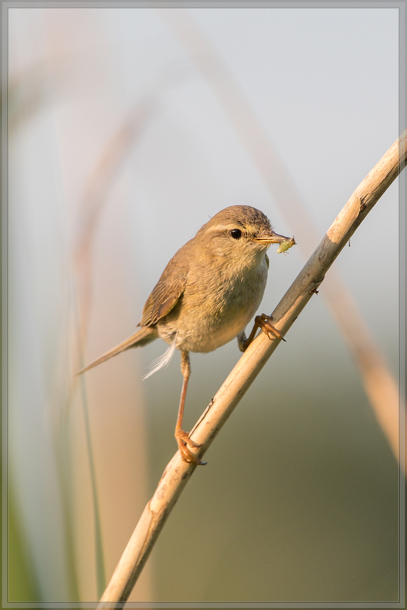 20160604 4498 [NIKON D500] 500 mm,1 400 Sek. bei ƒ   7,1
