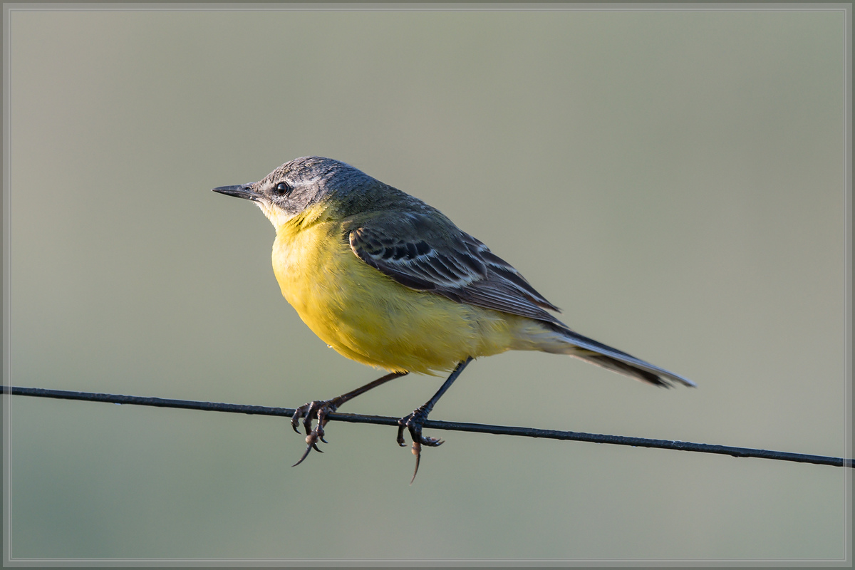 20160605 4638 [NIKON D500] 500 mm,1 400 Sek. bei ƒ   6,3