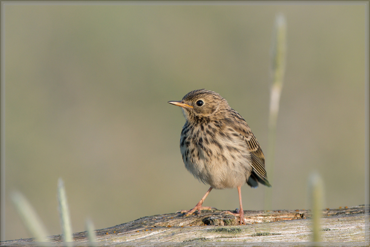 20160605 4712 [NIKON D500] 700 mm,1 640 Sek. bei ƒ   8,0