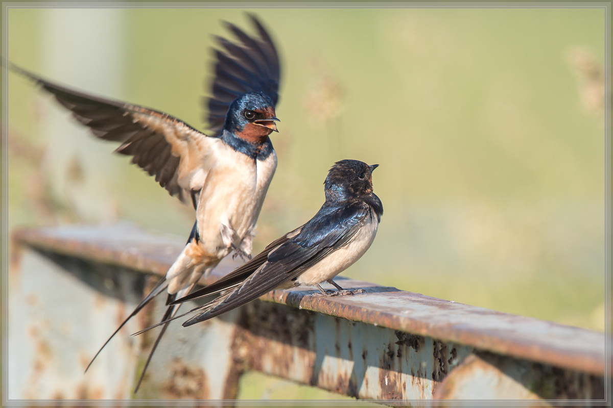 20160605 4970 [NIKON D500] 700 mm,1 640 Sek. bei ƒ   6,3