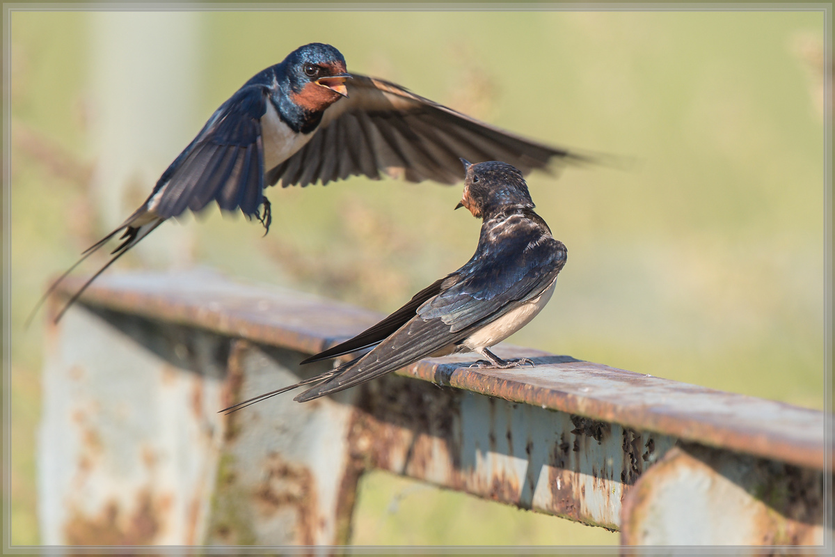 20160605 4972 [NIKON D500] 700 mm,1 640 Sek. bei ƒ   6,3