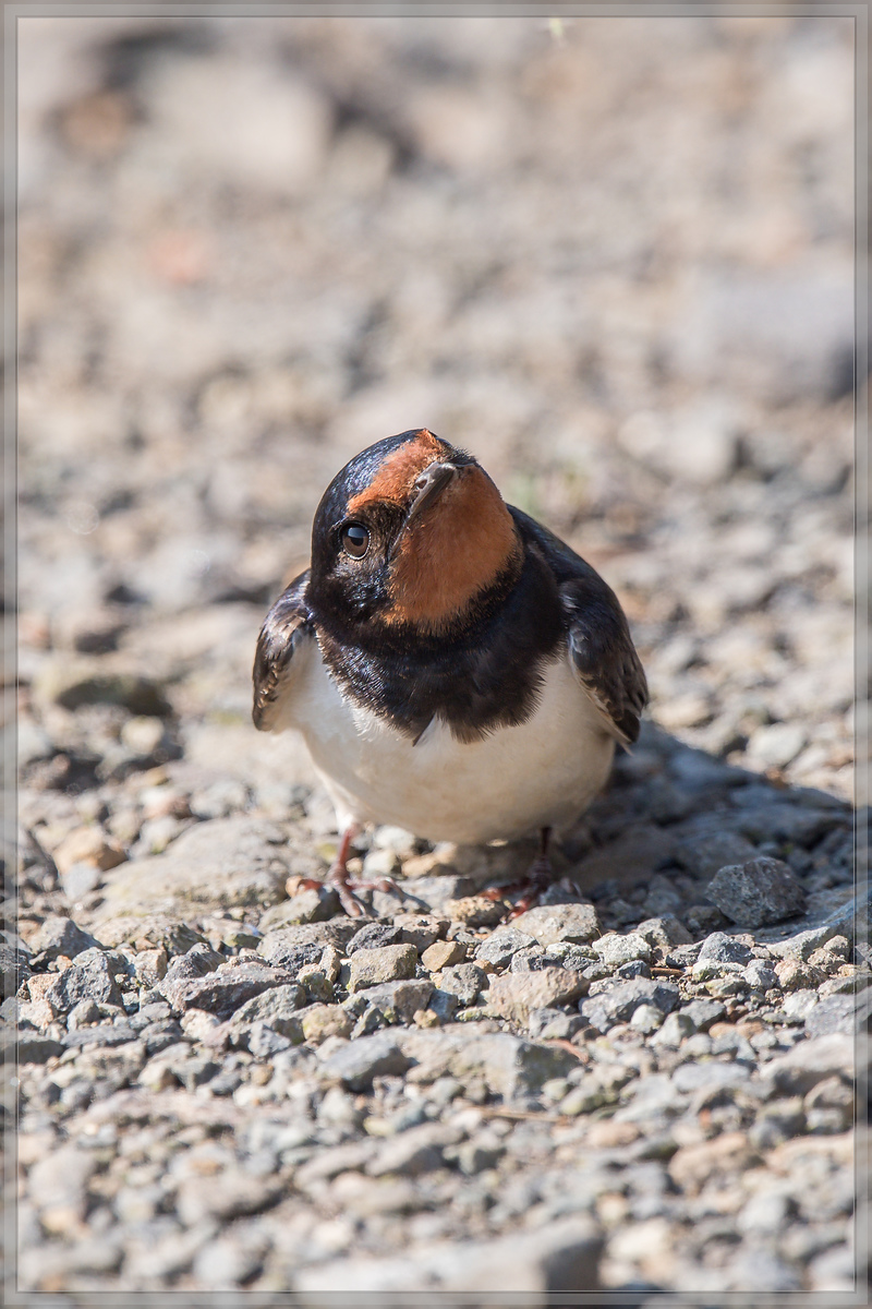 20160605 5075 [NIKON D500] 700 mm,1 640 Sek. bei ƒ   6,3