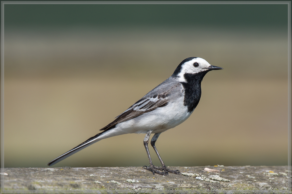 20160605 5150 [NIKON D500] 700 mm,1 640 Sek. bei ƒ   6,3