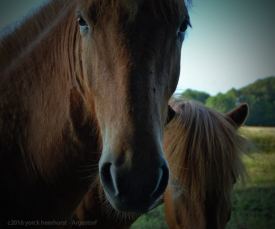 20160622 0006 Isländer