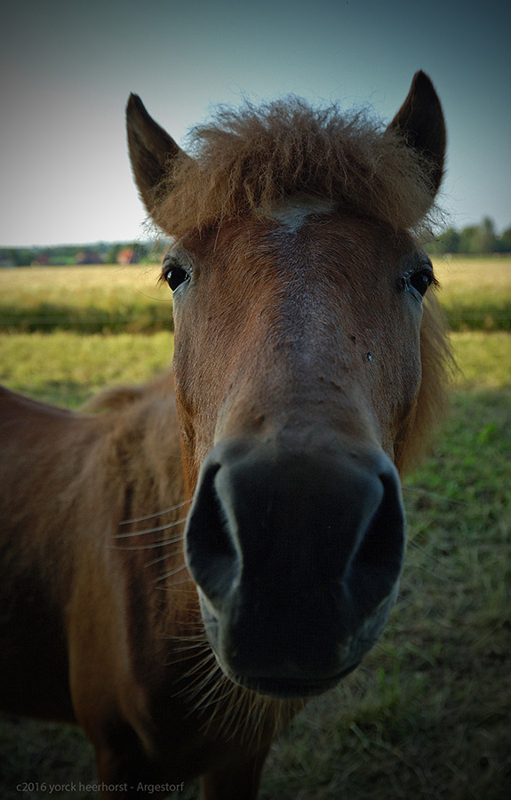 20160622 0007 Isländer