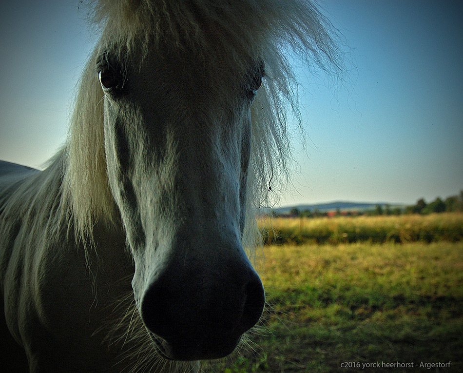 20160622 0015 Isländer