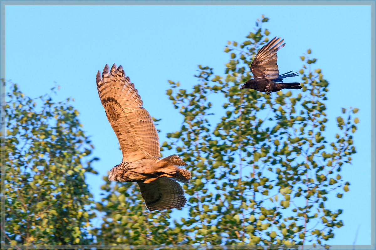 20160626 5397 [NIKON D500] 500 mm,1 800 Sek. bei ƒ   4,0