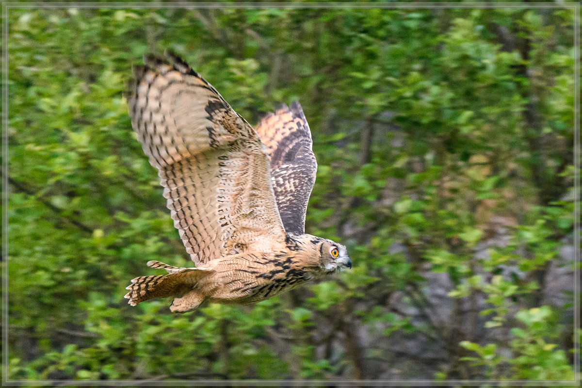 20160626 5580 [NIKON D500] 500 mm,1 500 Sek. bei ƒ   4,0