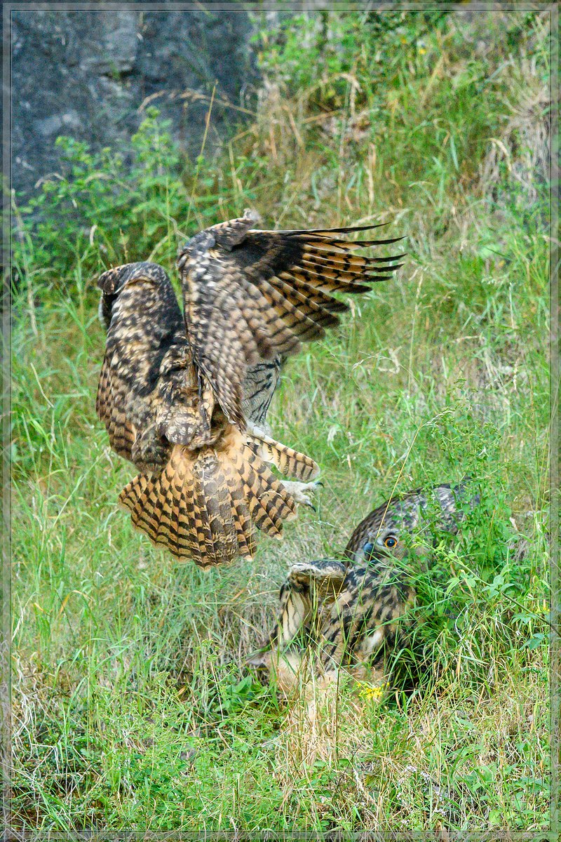 20160626 5588 [NIKON D500] 500 mm,1 800 Sek. bei ƒ   4,0