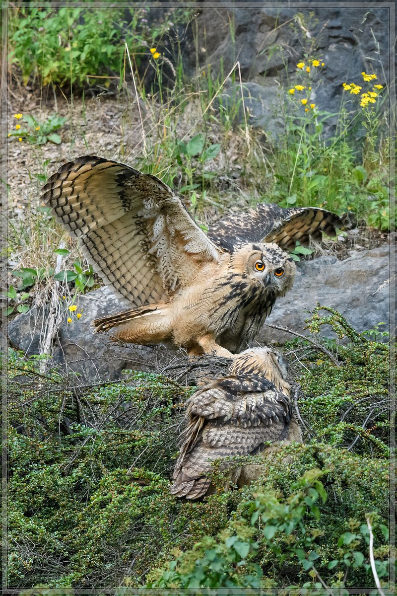 20160626 5687 [NIKON D500] 500 mm,1 400 Sek. bei ƒ   4,0