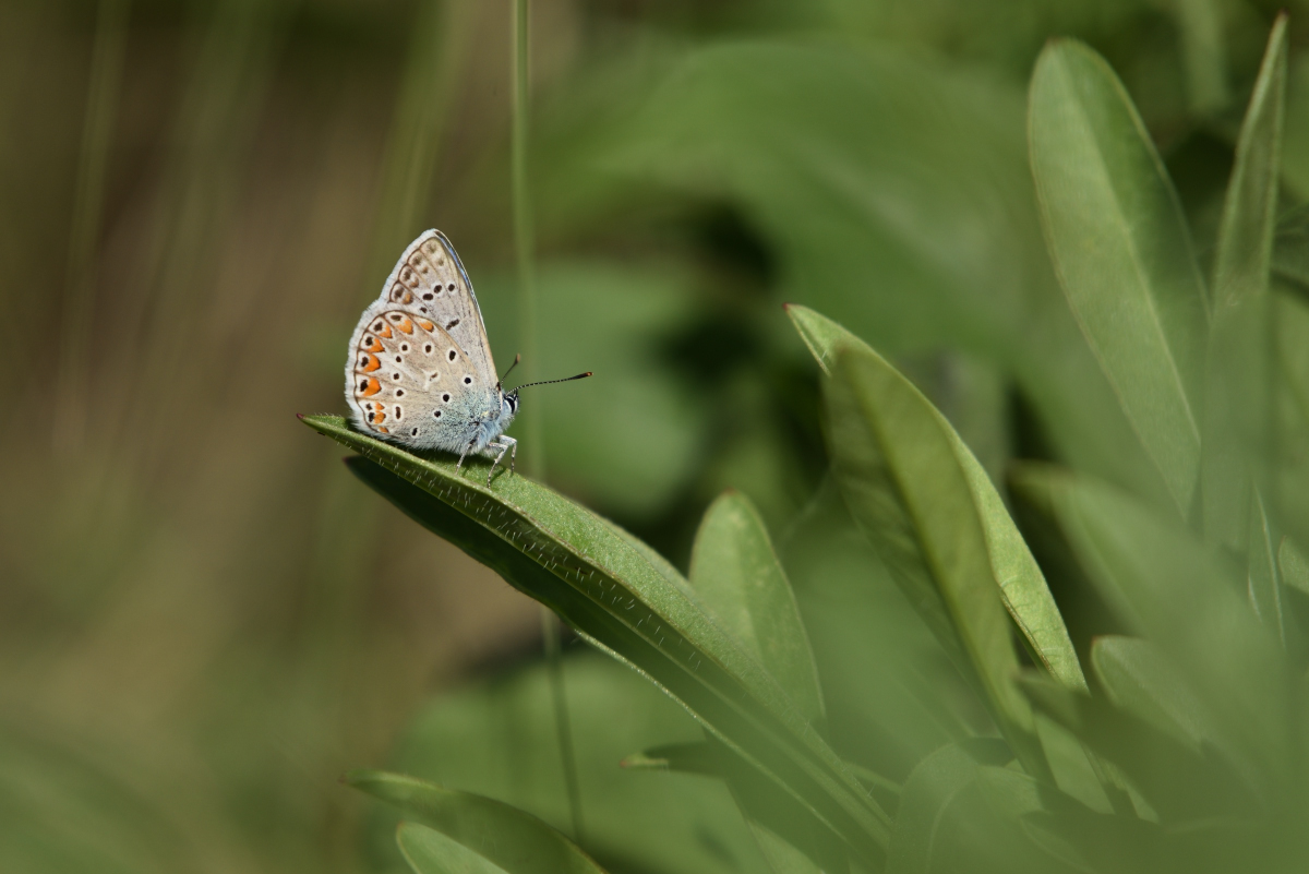201607 Bläuling